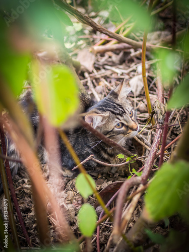 Katze versteckt sich im Gebüsch