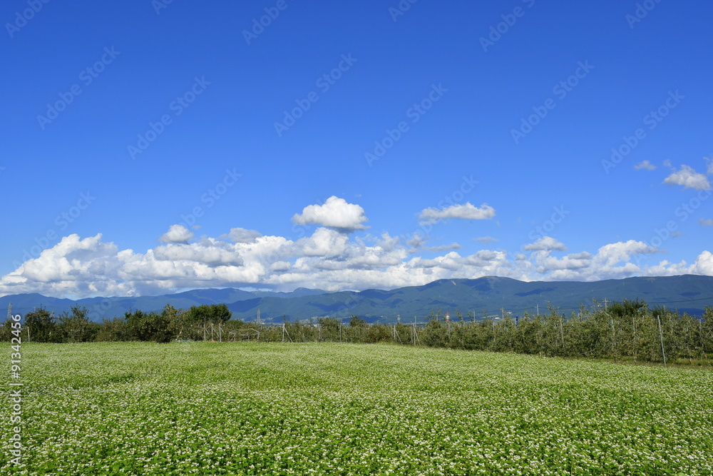 信州の風景（満開の蕎麦畑と収穫期の林檎の木）