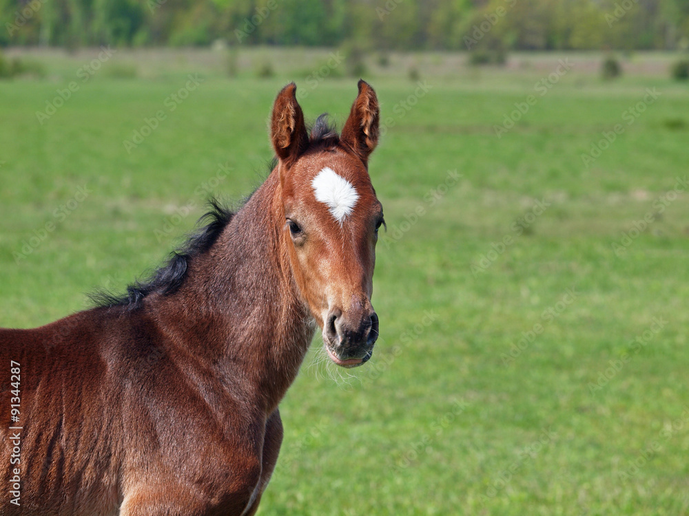 Portrait of little bay foal on background of green meadow Portrait of little bay foal on background of green meadow