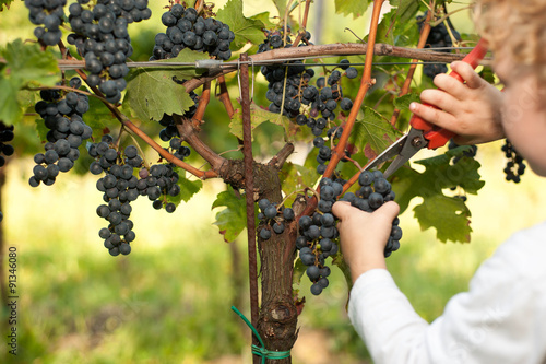 A Boy picking grapes