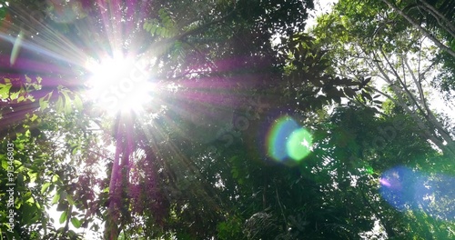 Sunlight Rays Through Trees in Amazon Rainforest, South America photo