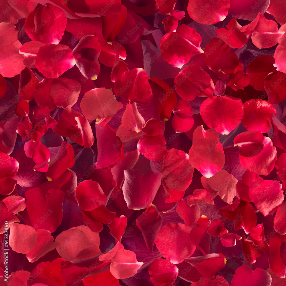 Obraz premium repeatable, red rose petals, each one studio photographed at different exposure to achieve gradual color shades depth
