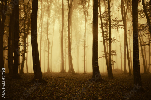 autumn sunset in forest