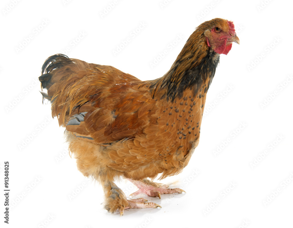 Fototapeta premium brahma chicken