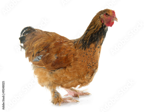 brahma chicken