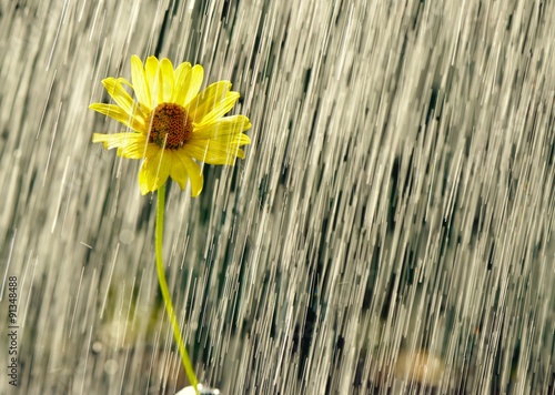 Yellow flower in drops of rain.