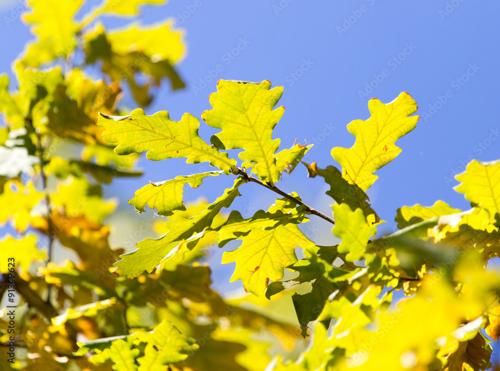 tree leaves in autumn tree leaves in autumn