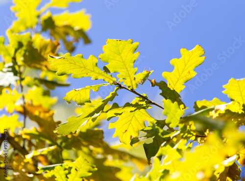 tree leaves in autumn