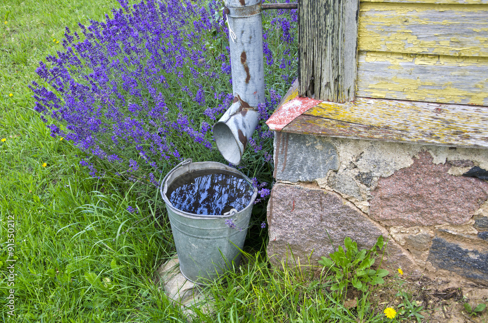 Rainwater collected in a bucket by the building with lavender growing Rainwater collected in a bucket by the building with lavender growing