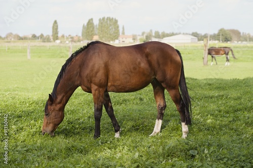 Horses grazing in field © whitehorse1961