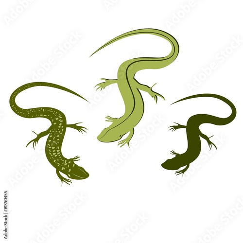 Decorative lizard. Graphic style of lizard isolated on white background.