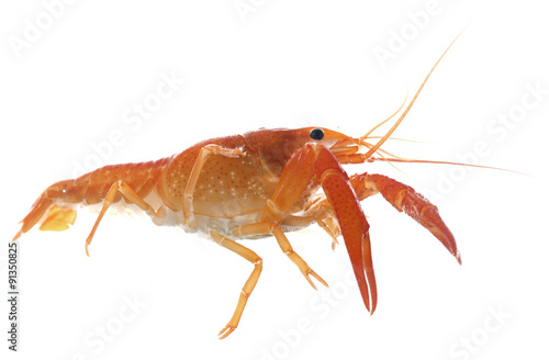 red crayfish