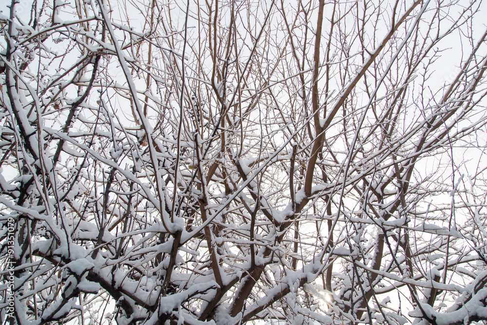 Obraz premium snow on the branches of a tree