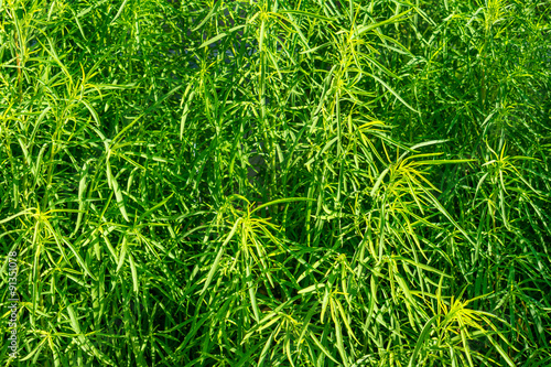 Green grass in the garden macro filtered