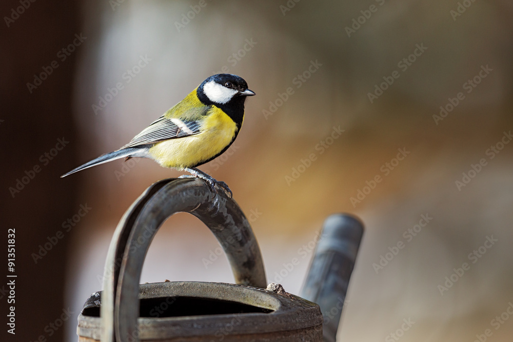 Fototapeta premium Great Tit (Parus major) sitting on a water can in winter