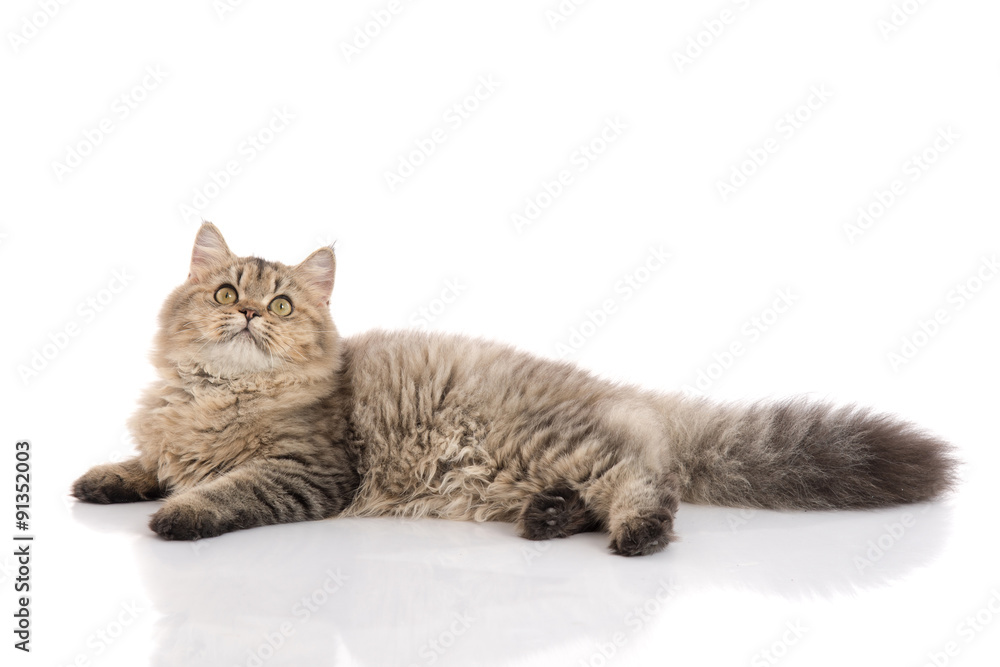 Tabby cat lies on white background