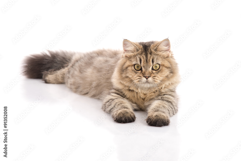 Obraz premium Tabby cat lies on white background