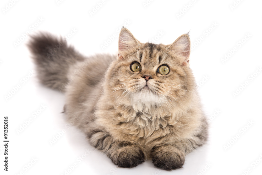 Tabby cat lies on white background
