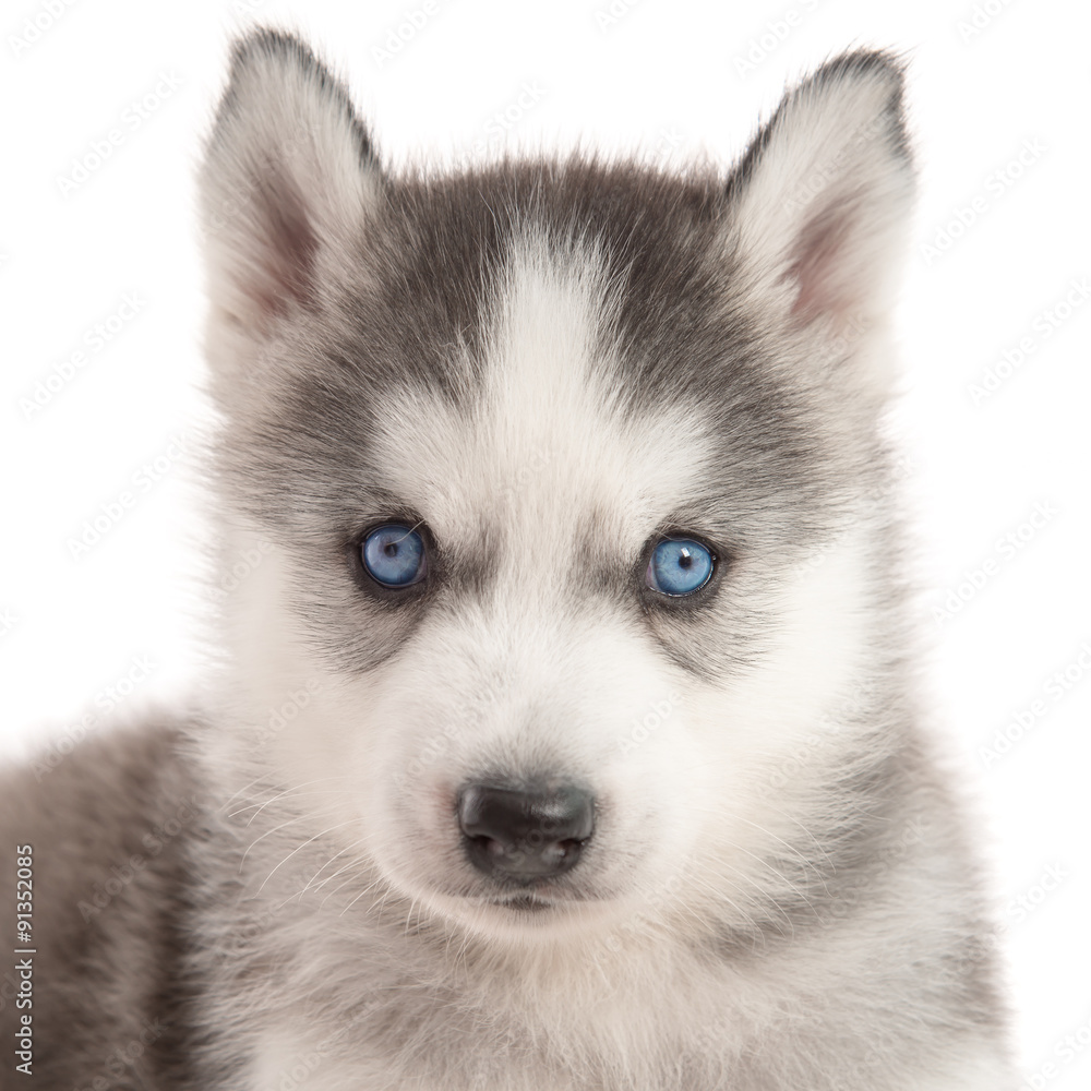 Close up of blue eyes siberian husky puppy