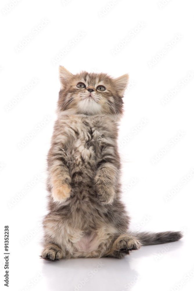 Cute tabby kitten standing with hind legs and licking lips