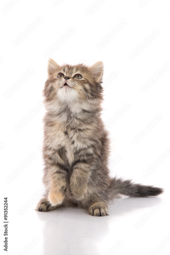 Cute tabby kitten standing with hind legs and licking lips