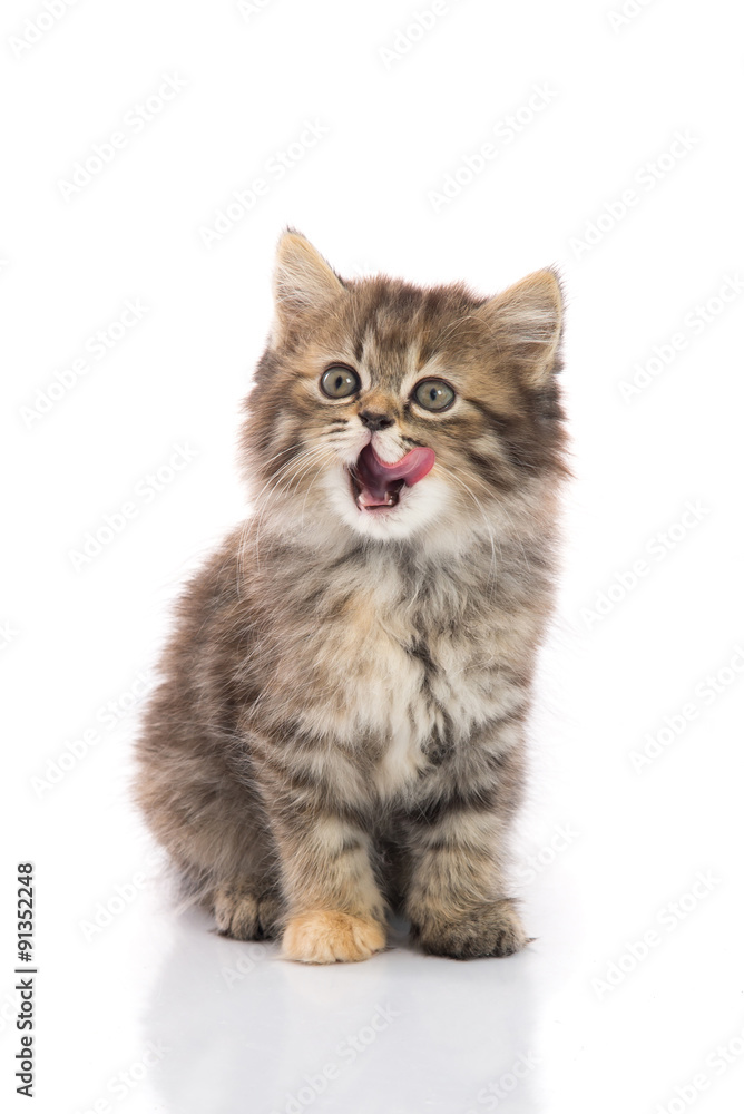 Fototapeta premium Cute tabby kitten sitting and licking lips
