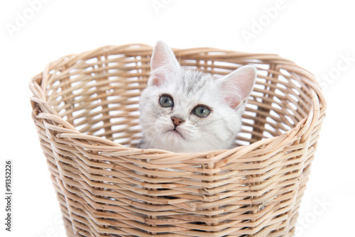 Cute kittensplaying in a basket © lalalululala