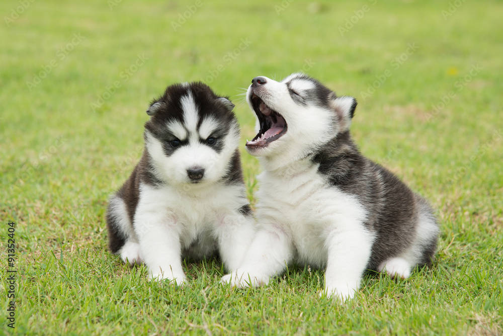 Two Cute little siberian husky puppies sitting