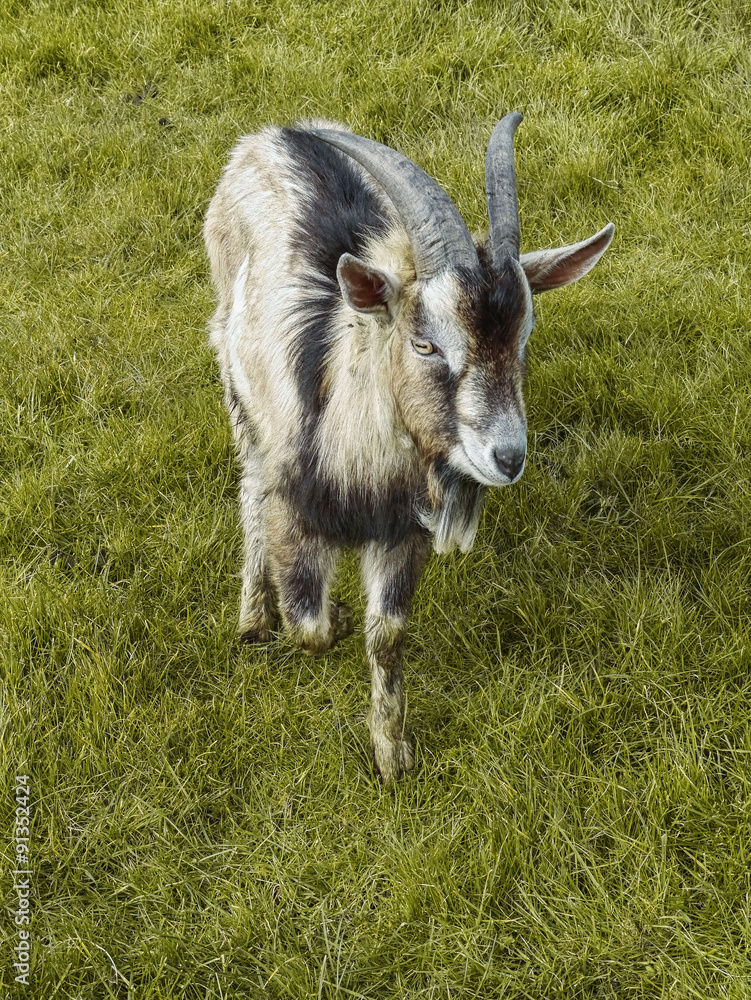 Goat in a field.