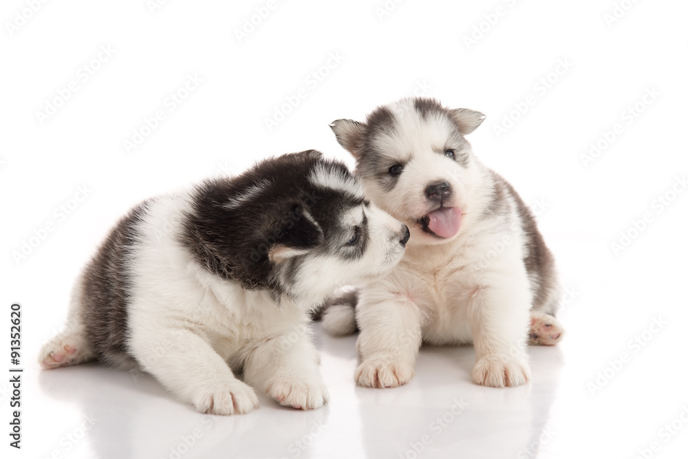 Two siberian husky puppies kissing on white background