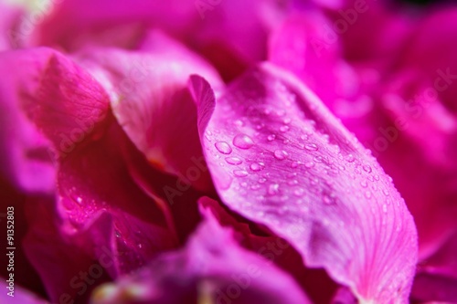 Pink wild rose wet leaves with water drops