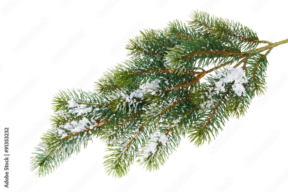 Fir tree branch covered with snow Fir tree branch covered with snow