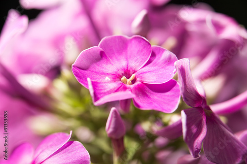 Fototapeta Naklejka Na Ścianę i Meble -  beautiful pink flower in nature, close-up