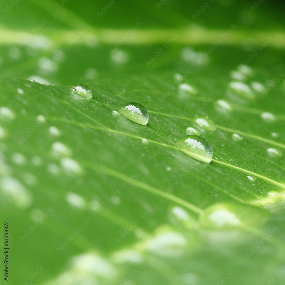 Gouttes d'eau sur une feuille Gouttes d'eau sur une feuille