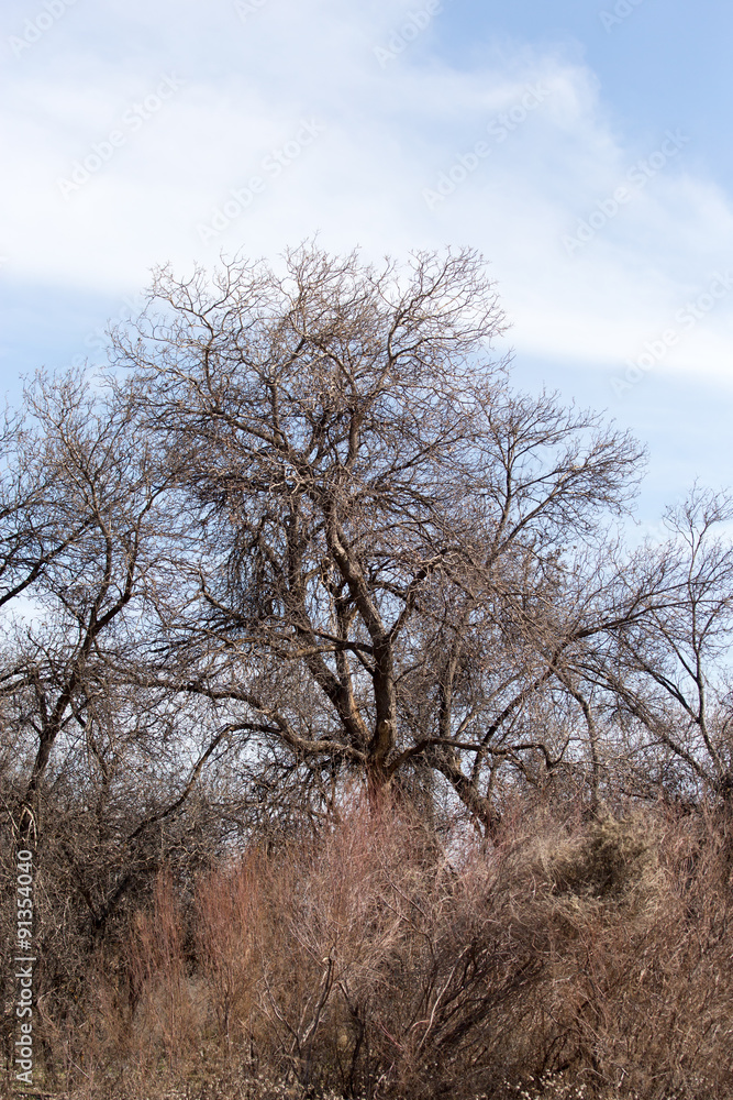 leafless tree branches against the blue sky leafless tree branches against the blue sky
