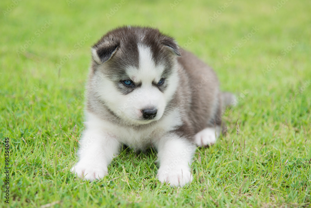Blue eyes siberian husky puppy sitting and looking