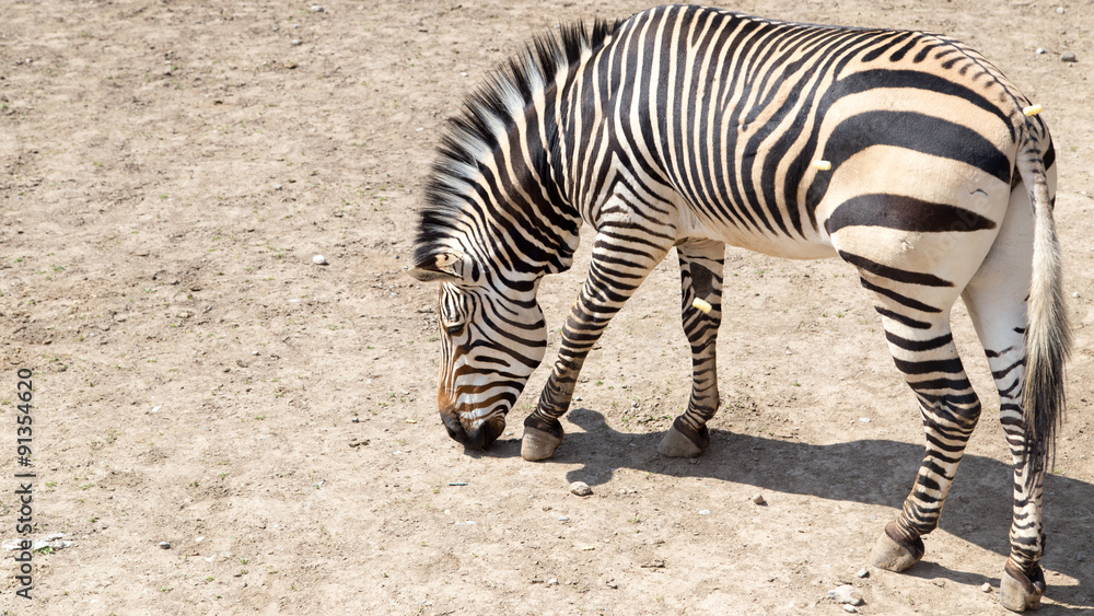 zebra in the zoo