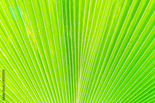 Beautiful Green banana leaf textures for background