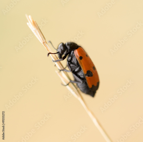 Red beetle on nature. close photo