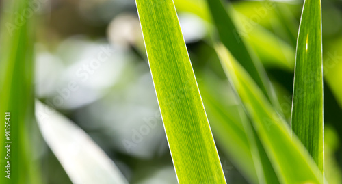 background of green leaves of grass