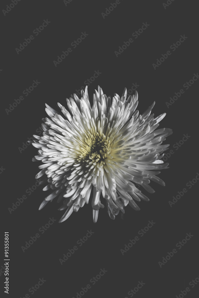 Chrysanthemum Flowers grow out of dark moments. Conceptual Photography - Negative Thinking