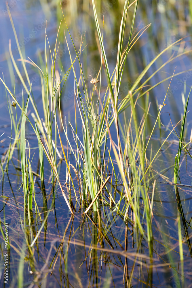 reeds on the water in the lake in nature