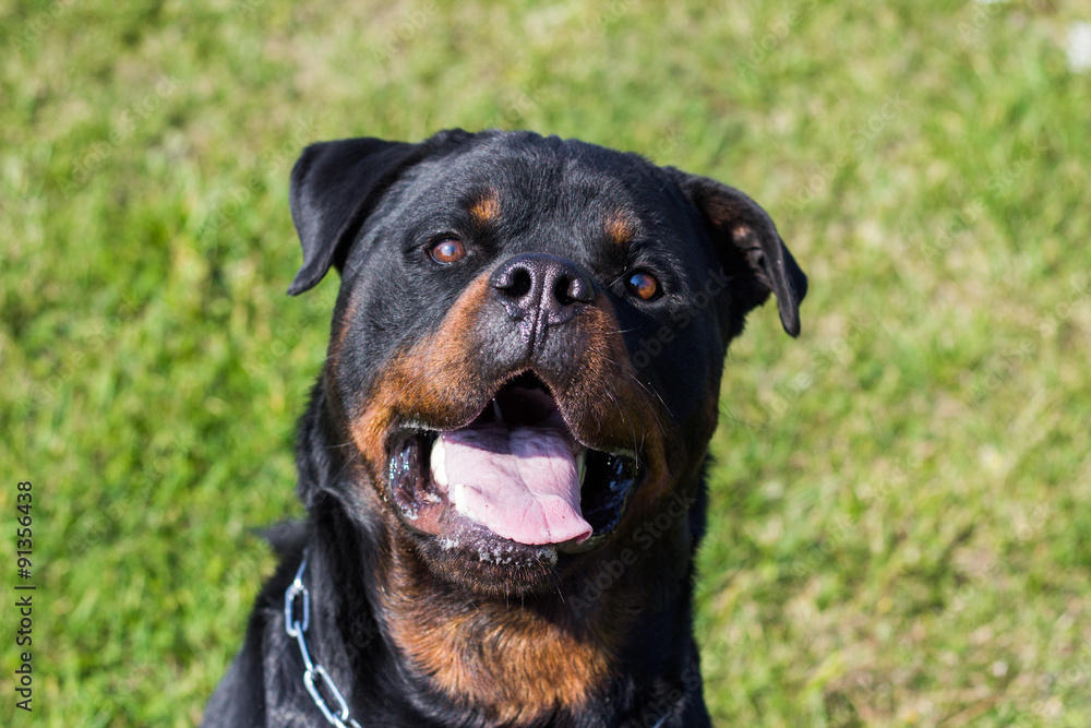 Fototapeta premium Rottweiler Dog