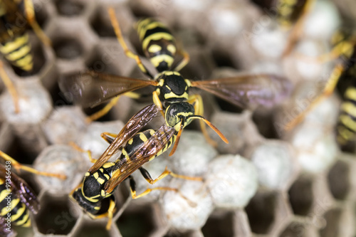 wasp on hives. close © schankz