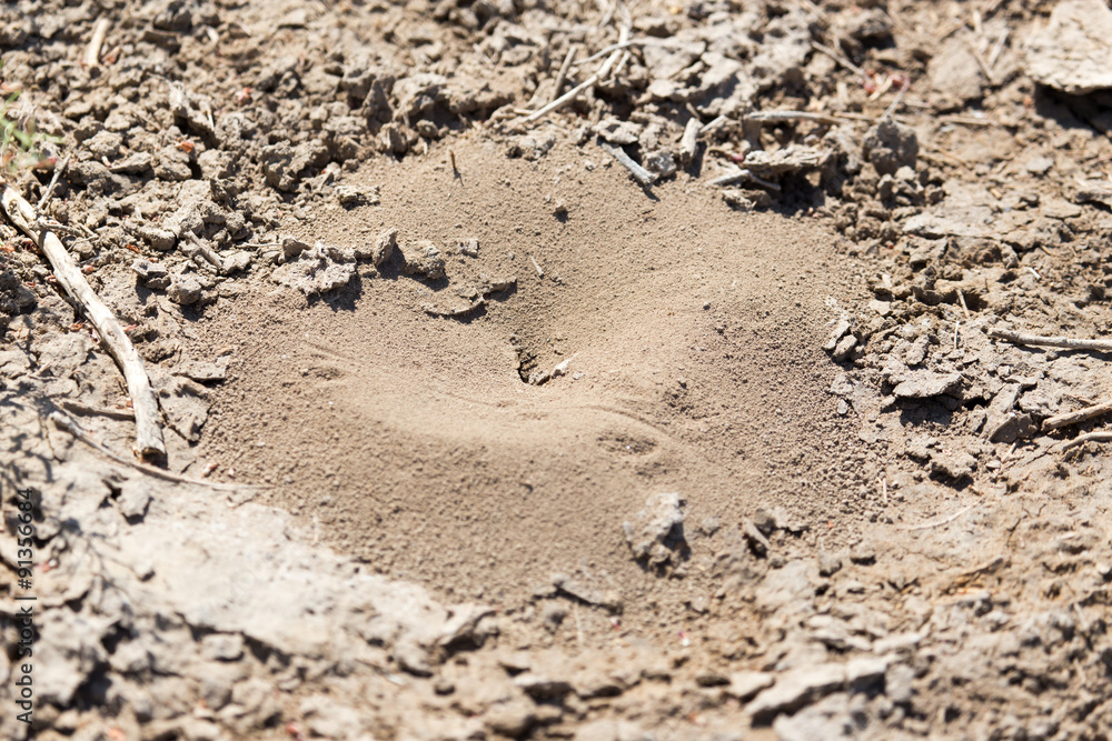 Close-up image of anthill in soil Close-up image of anthill in soil
