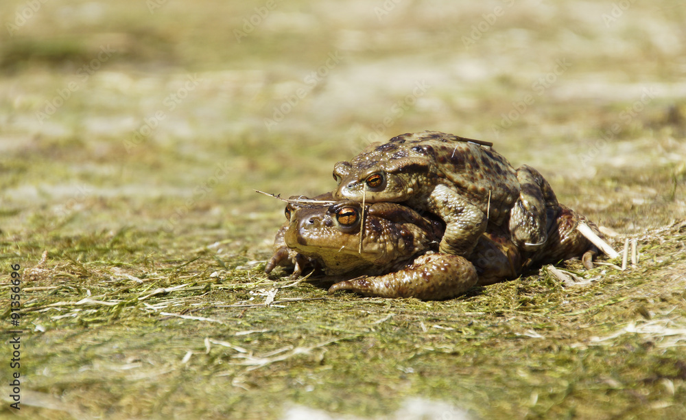 Krötenpaarung
