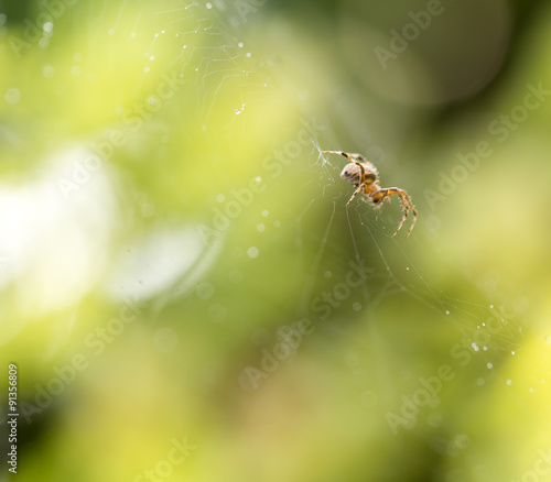 spider on a web in nature © schankz