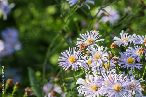 beautiful flower in garden