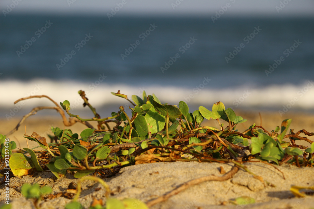 Strandpflanzen, Arugam Bay, Sri Lanka