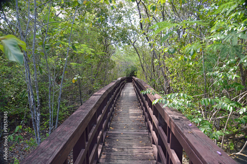 Mangrove swamp boardwalk